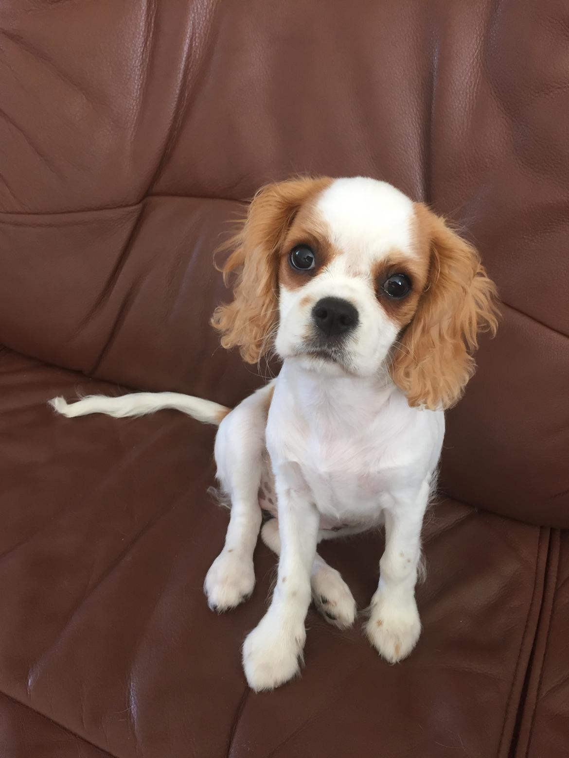 Cavalier king charles spaniel Malekits Lucie billede 21