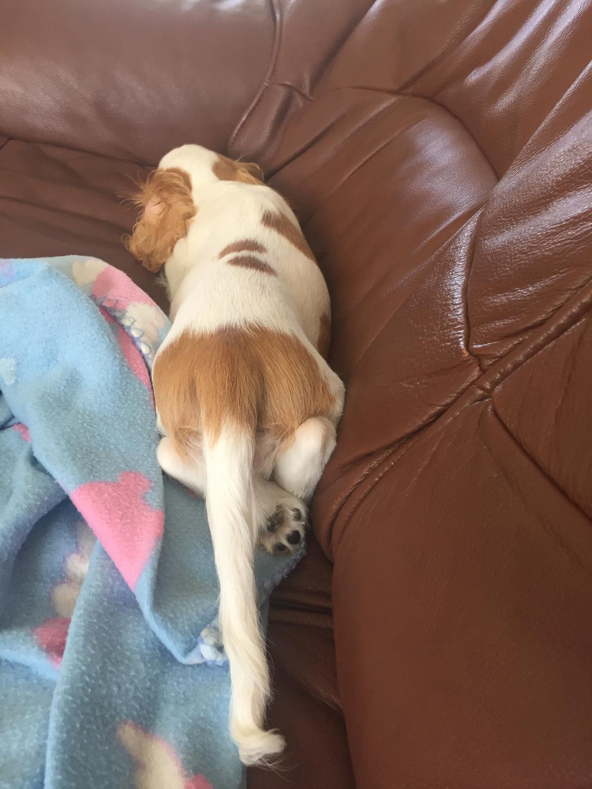 Cavalier king charles spaniel Malekits Lucie billede 19