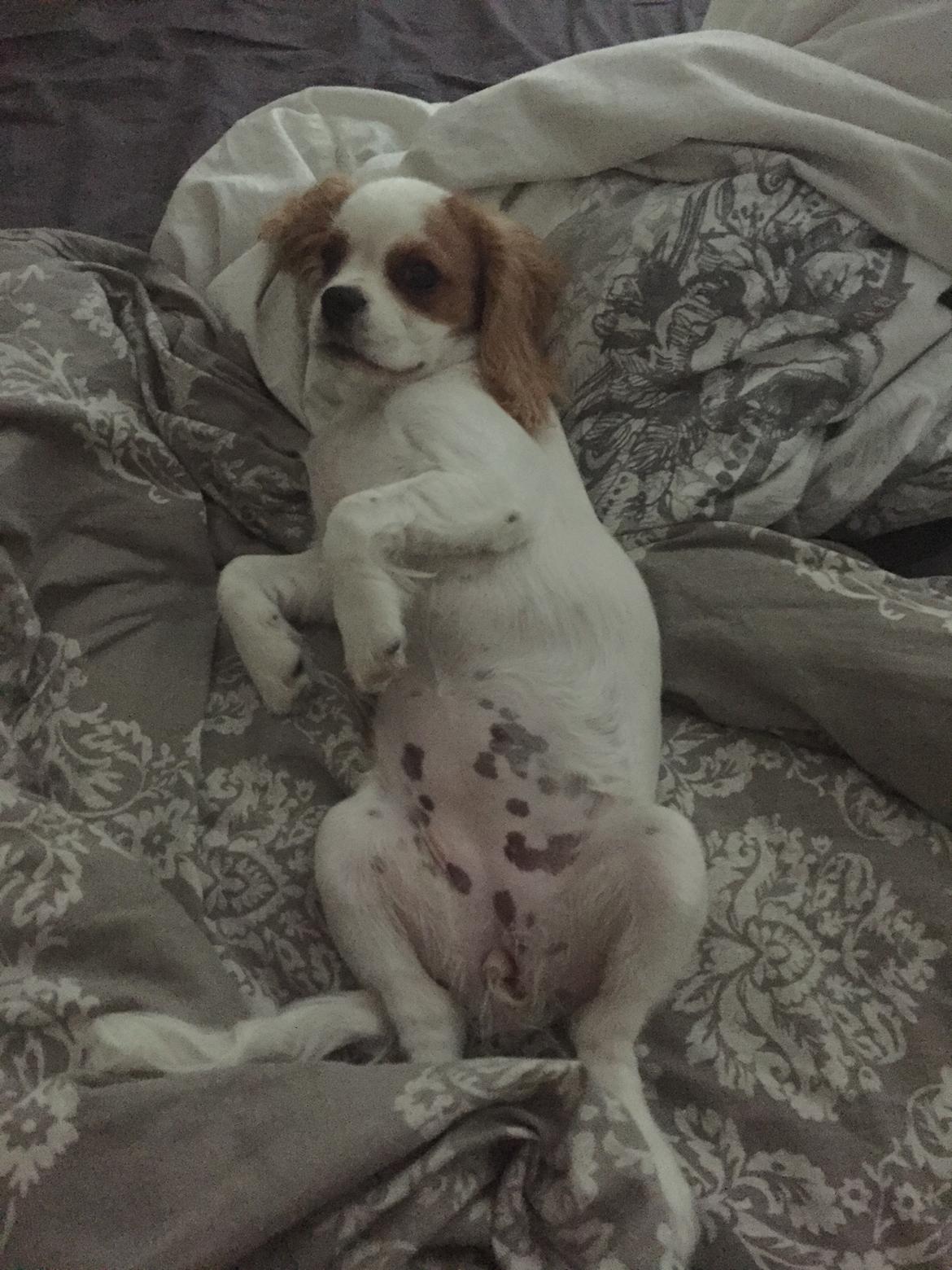 Cavalier king charles spaniel Malekits Lucie billede 23