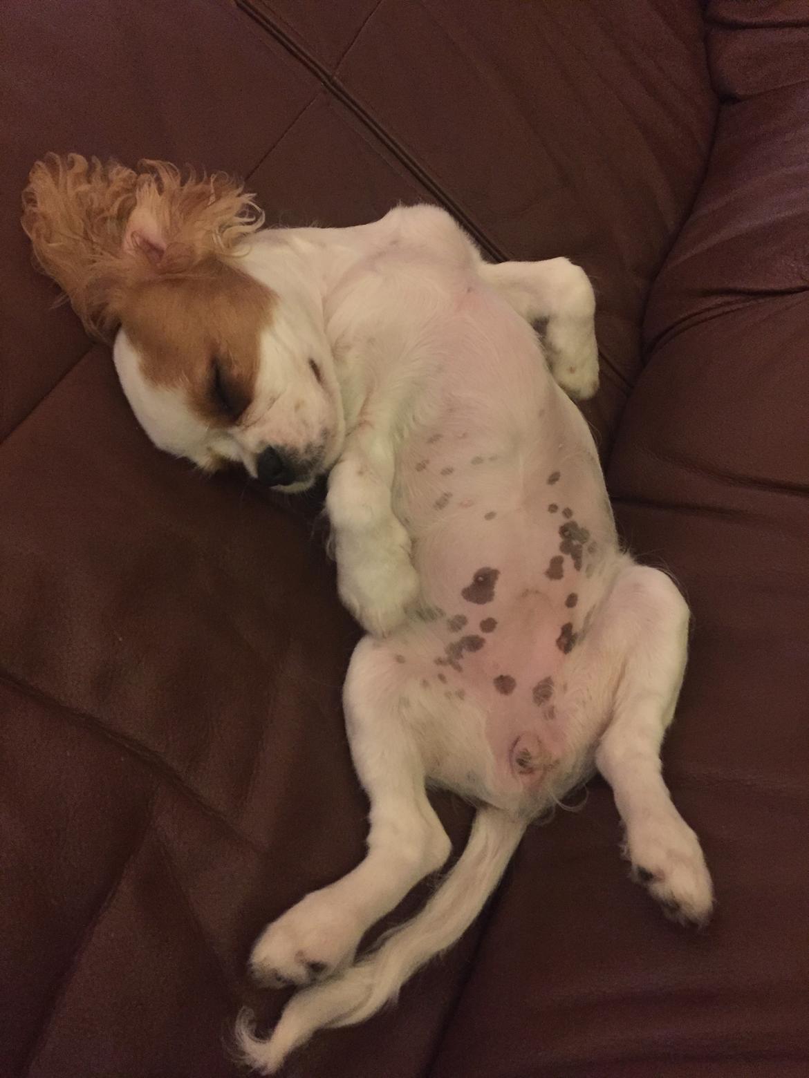 Cavalier king charles spaniel Malekits Lucie billede 22