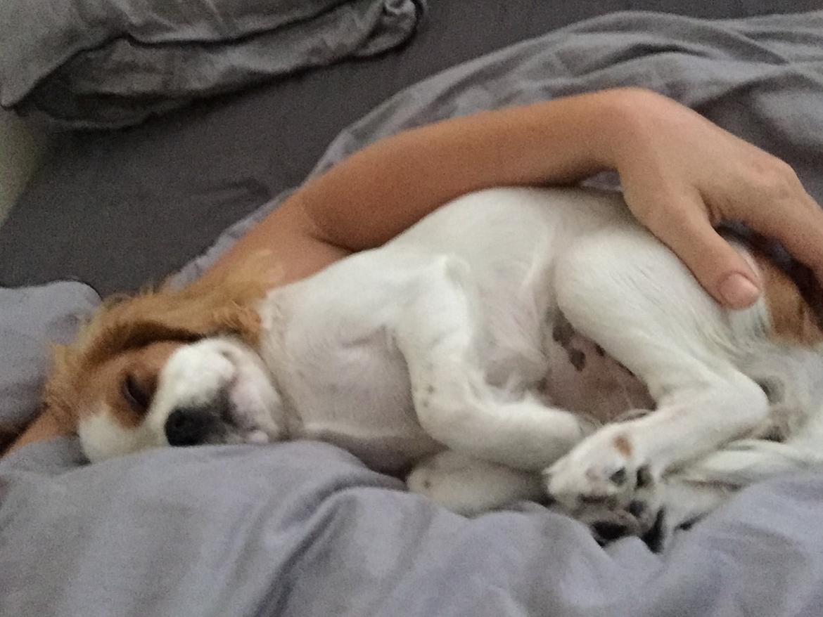 Cavalier king charles spaniel Malekits Lucie billede 24