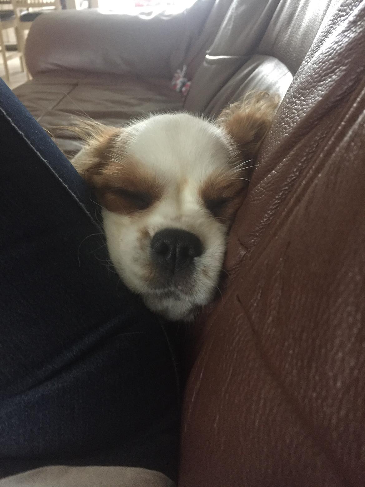 Cavalier king charles spaniel Malekits Lucie billede 25