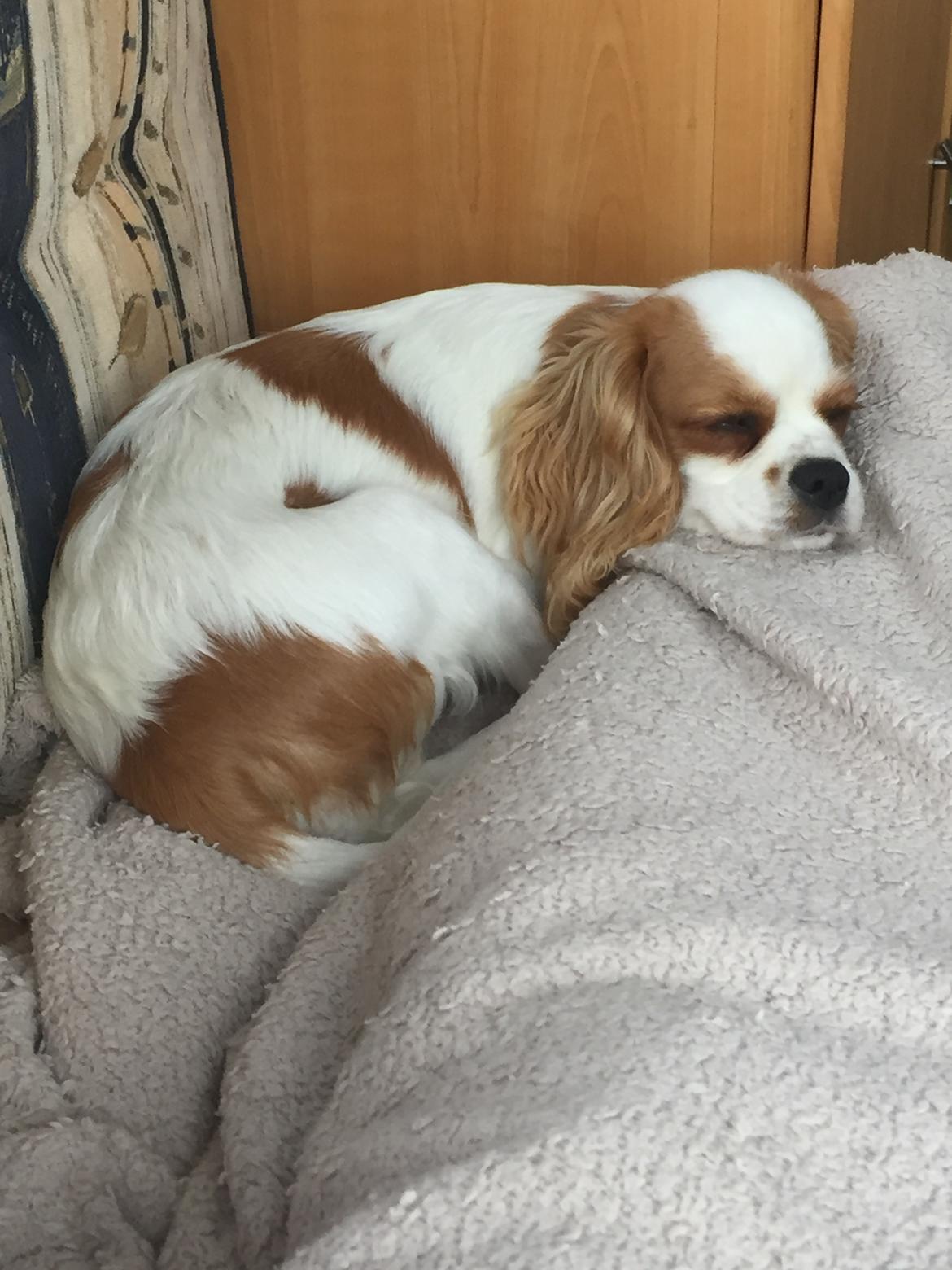 Cavalier king charles spaniel Malekits Lucie billede 26