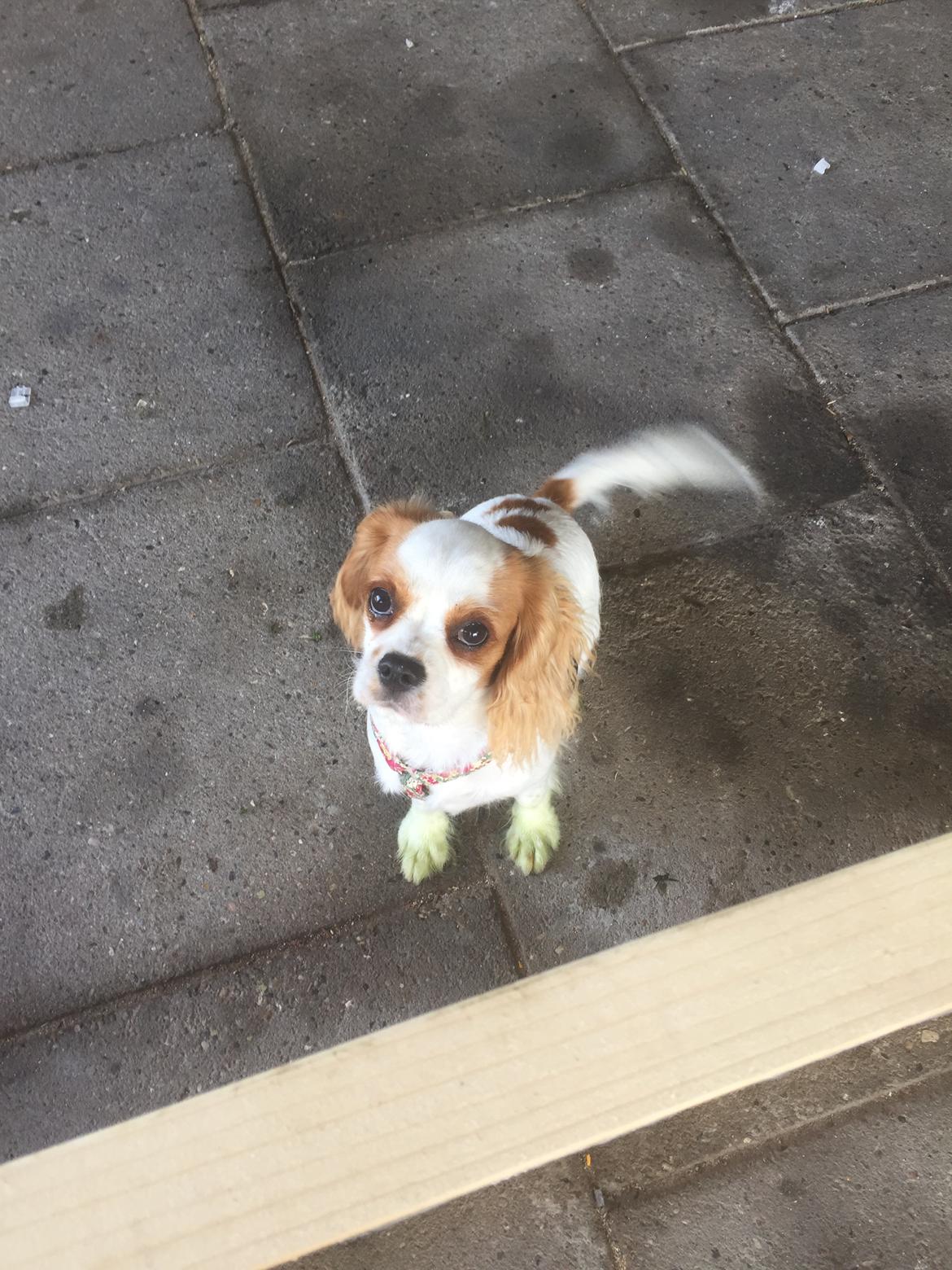 Cavalier king charles spaniel Malekits Lucie billede 28