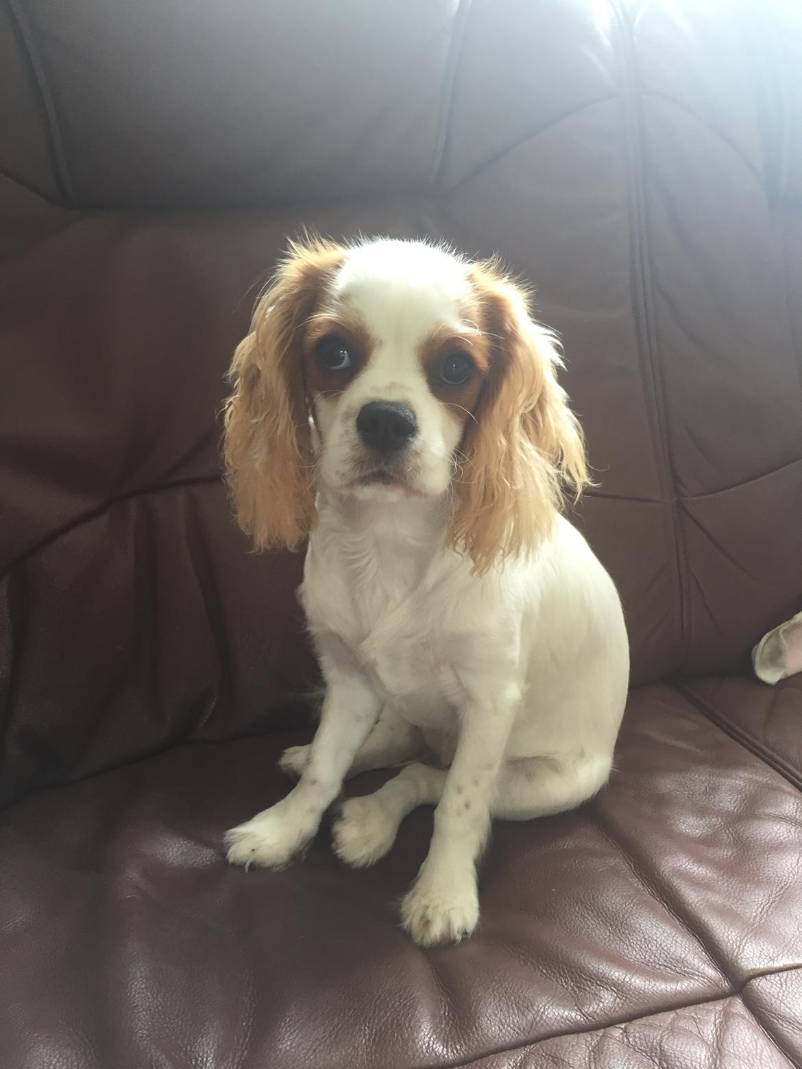 Cavalier king charles spaniel Malekits Lucie billede 29