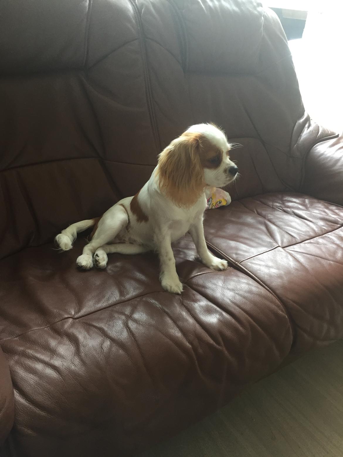 Cavalier king charles spaniel Malekits Lucie billede 30