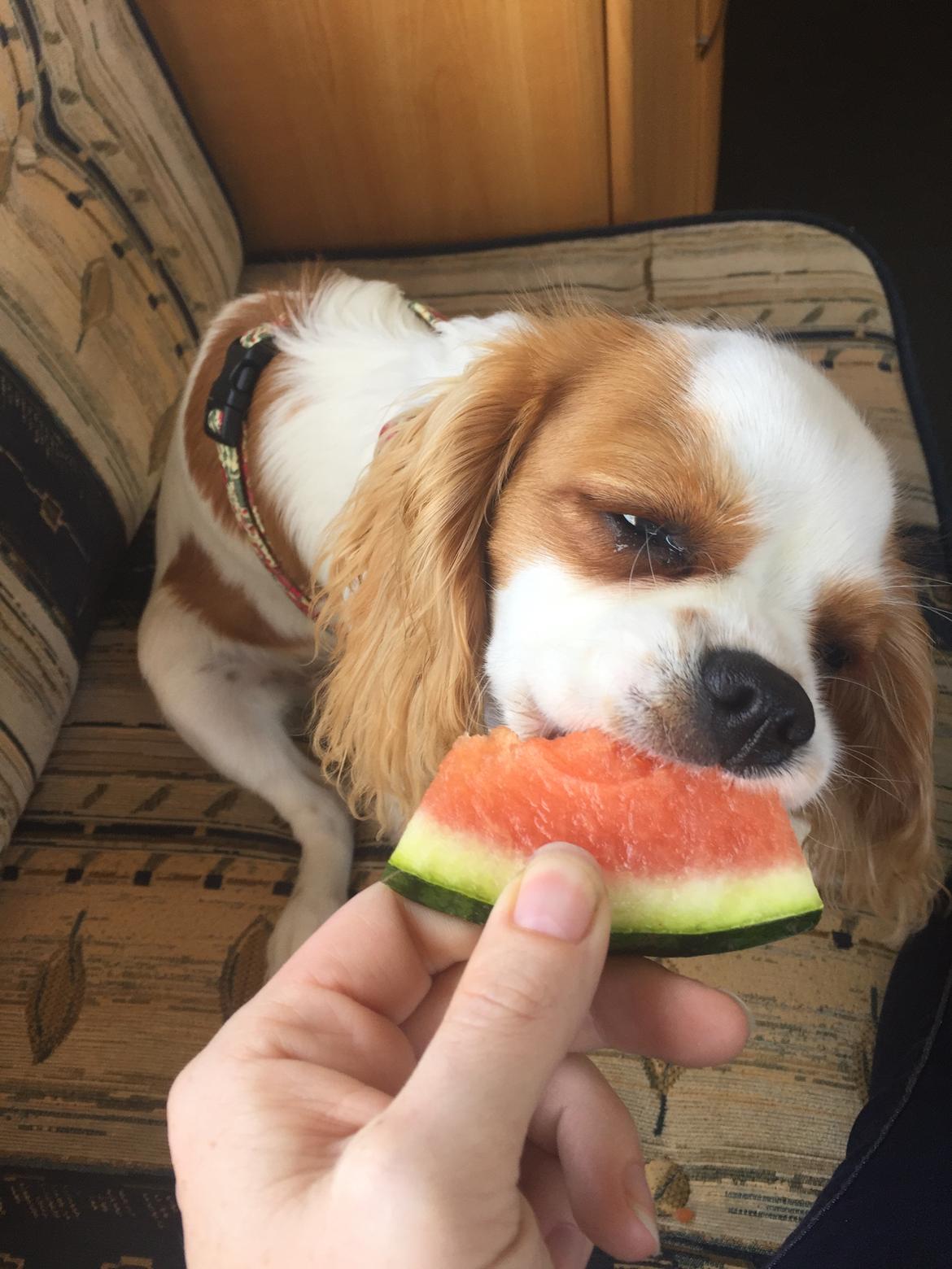 Cavalier king charles spaniel Malekits Lucie billede 27