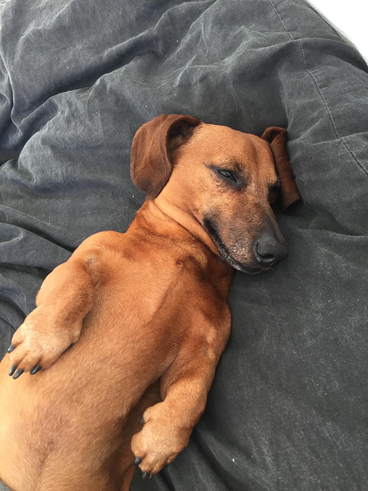 Dværggravhund Chap (Adonis) billede 1