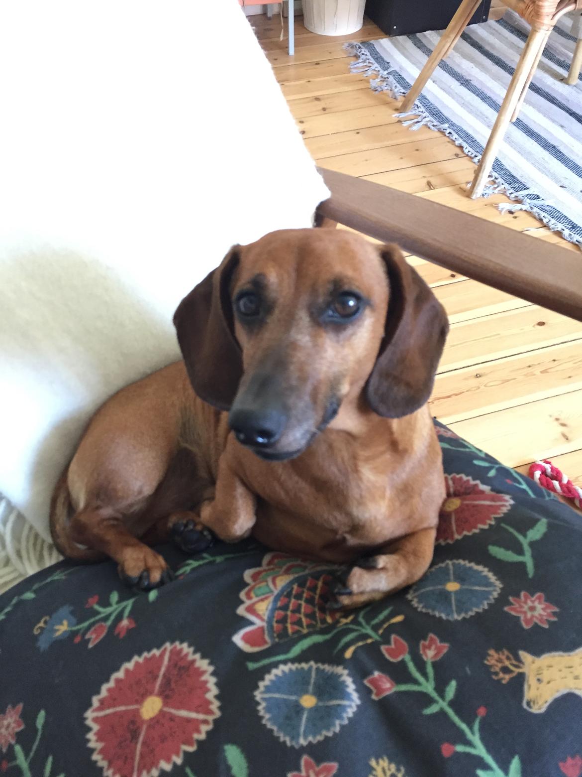 Dværggravhund Chap (Adonis) billede 7