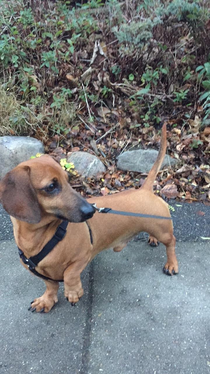 Dværggravhund Chap (Adonis) billede 3