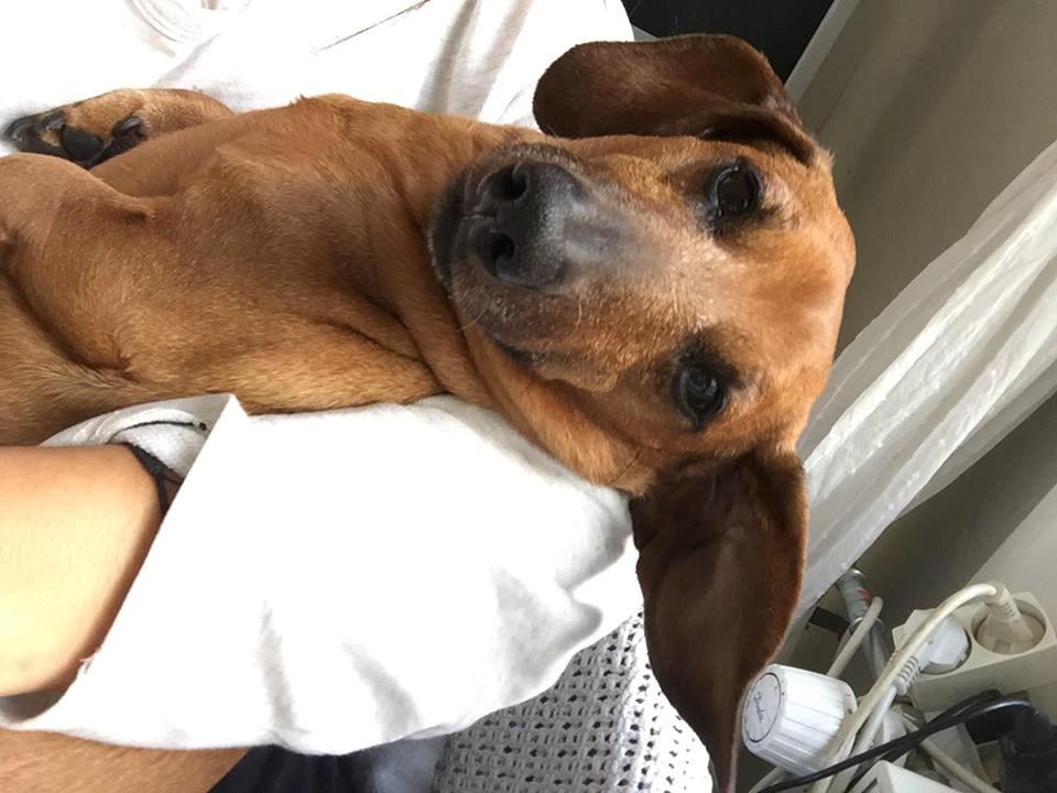 Dværggravhund Chap (Adonis) billede 2