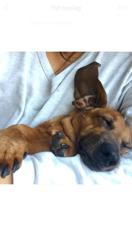 Dværggravhund Chap (Adonis) billede 4