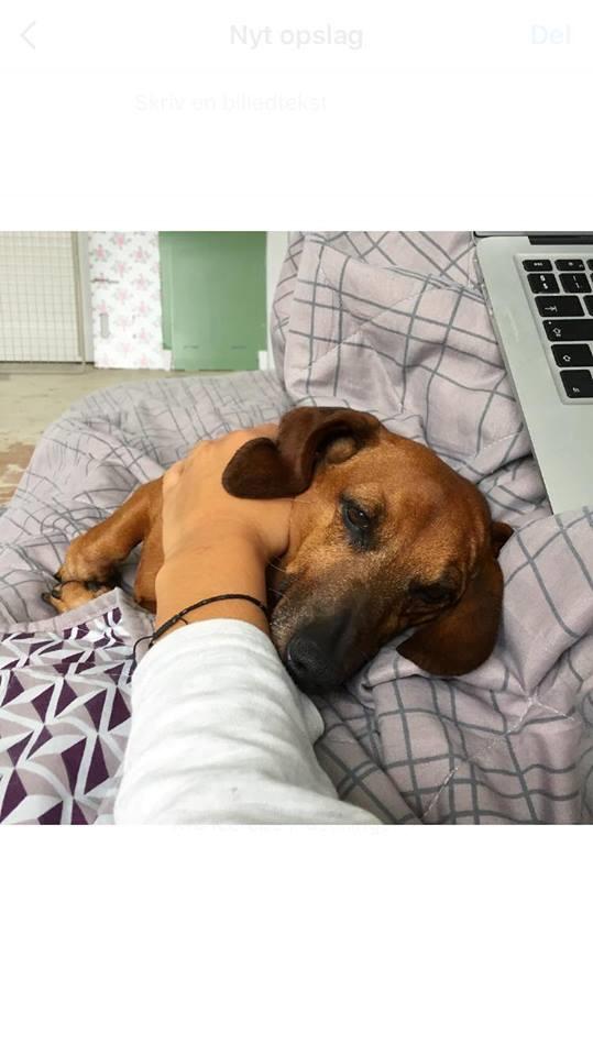 Dværggravhund Chap (Adonis) billede 5