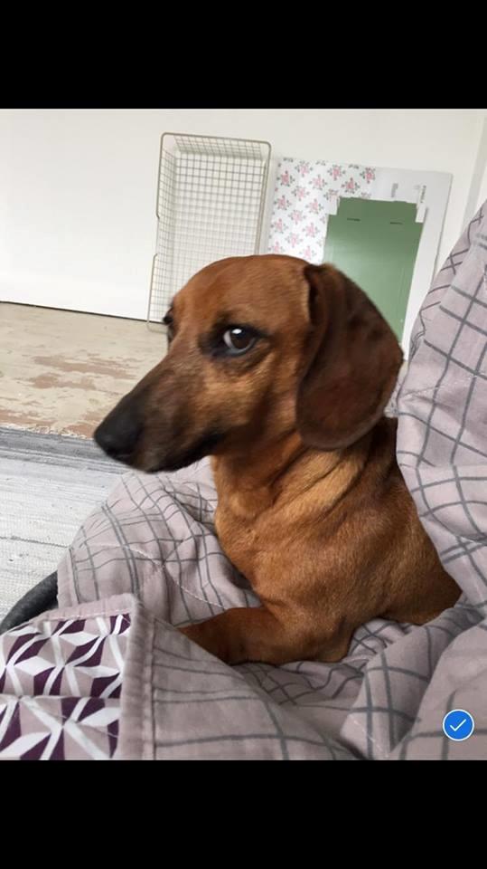 Dværggravhund Chap (Adonis) billede 6