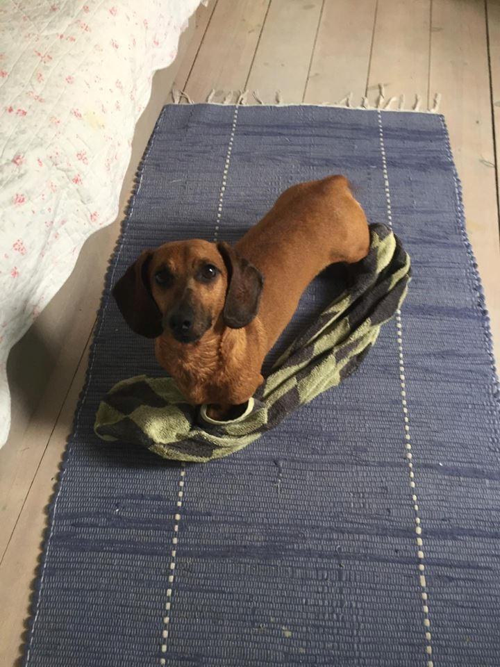 Dværggravhund Chap (Adonis) billede 8