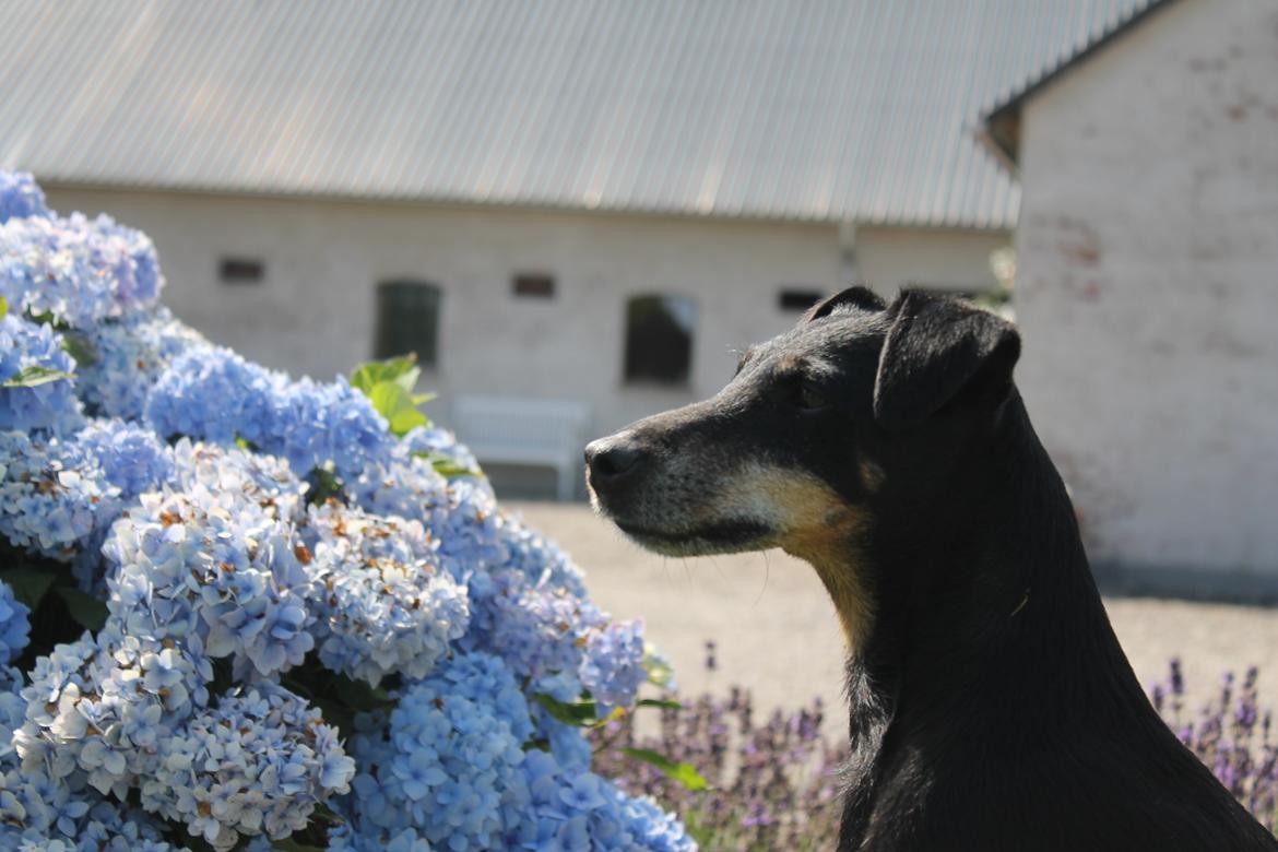 Tysk jagtterrier Alli billede 8