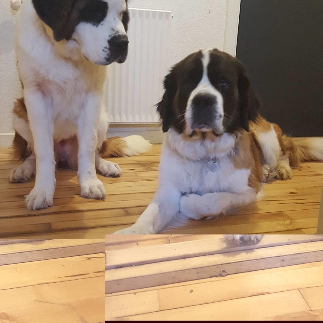 Sankt bernhardshund Allison  billede 45