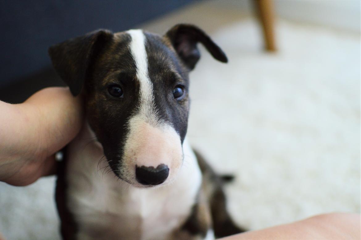 Bullterrier Qwerty (Danmar Bull's Rainbow Dash) billede 43