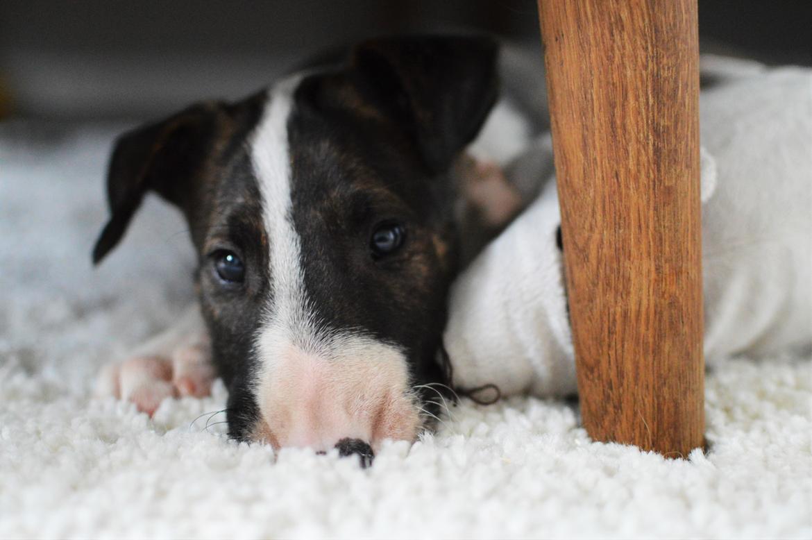 Bullterrier Qwerty (Danmar Bull's Rainbow Dash) billede 45