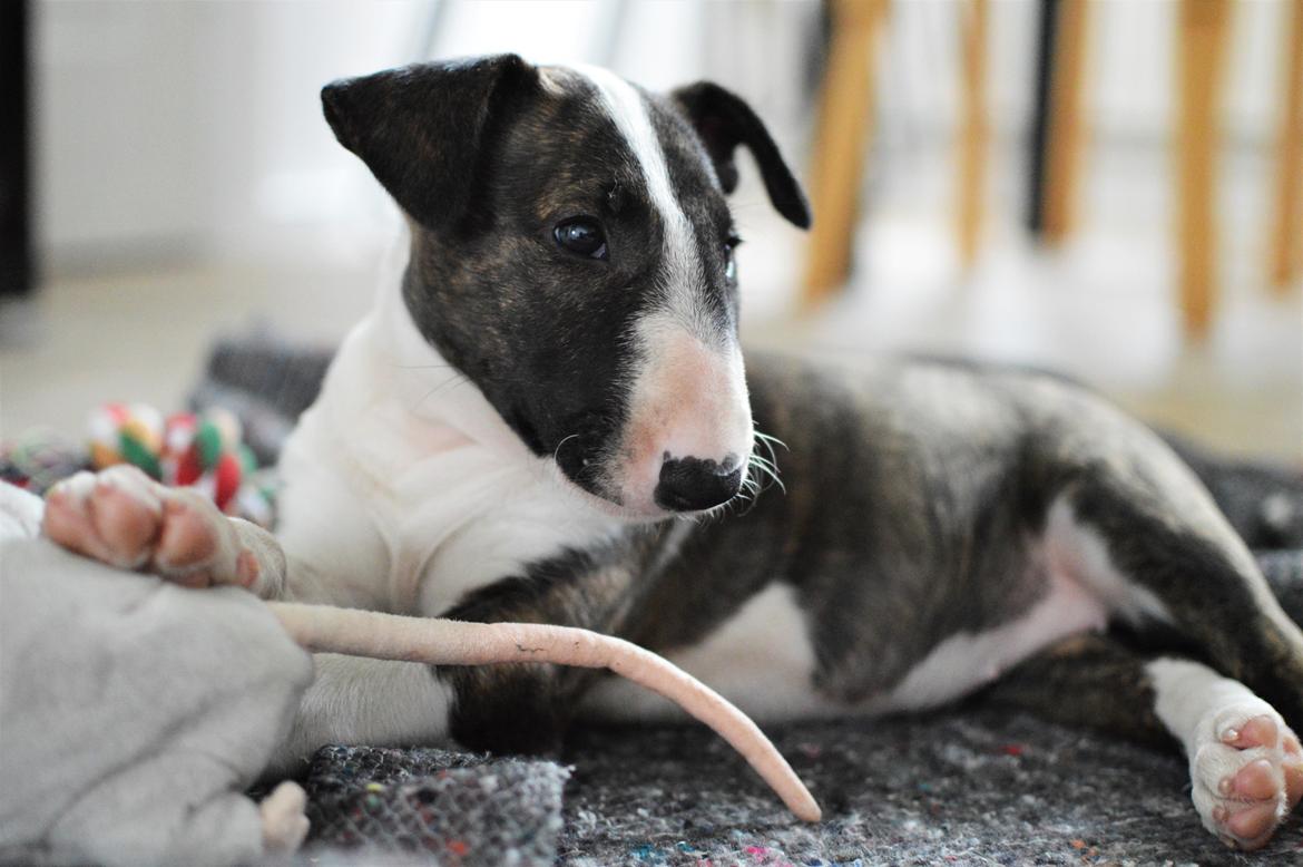 Bullterrier Qwerty (Danmar Bull's Rainbow Dash) billede 46