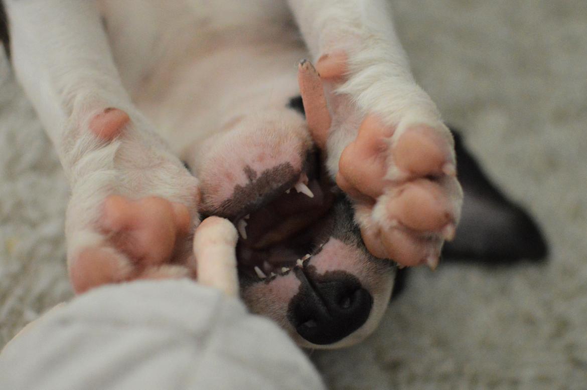 Bullterrier Qwerty (Danmar Bull's Rainbow Dash) billede 39