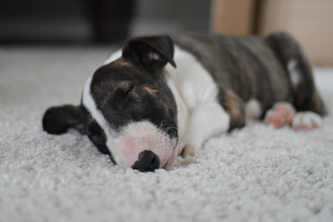 Bullterrier Qwerty (Danmar Bull's Rainbow Dash) billede 47