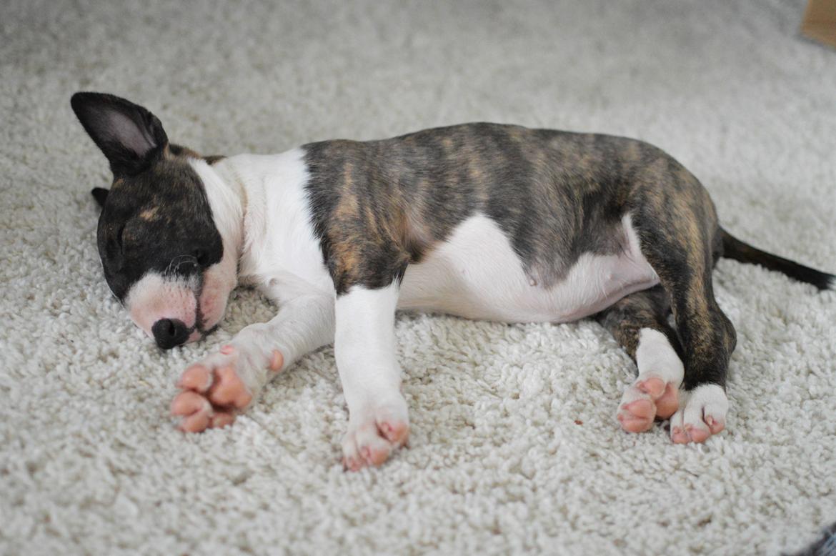 Bullterrier Qwerty (Danmar Bull's Rainbow Dash) billede 48