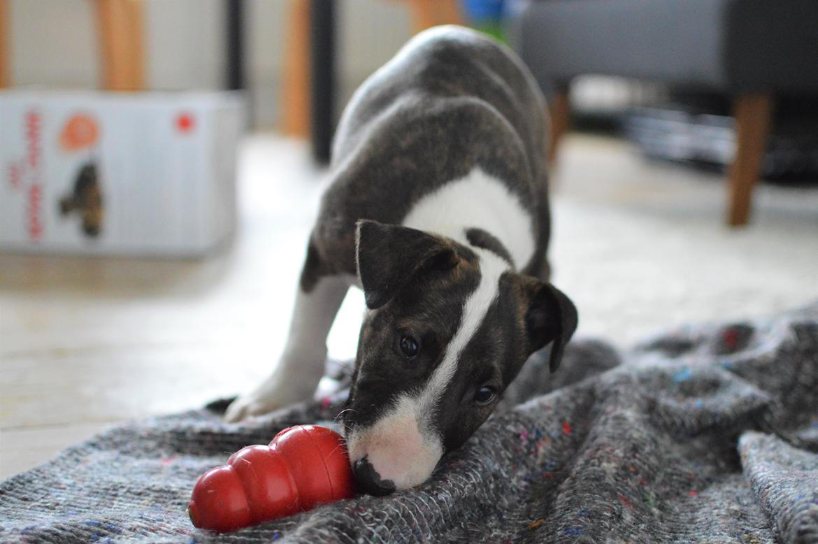 Bullterrier Qwerty (Danmar Bull's Rainbow Dash) billede 49