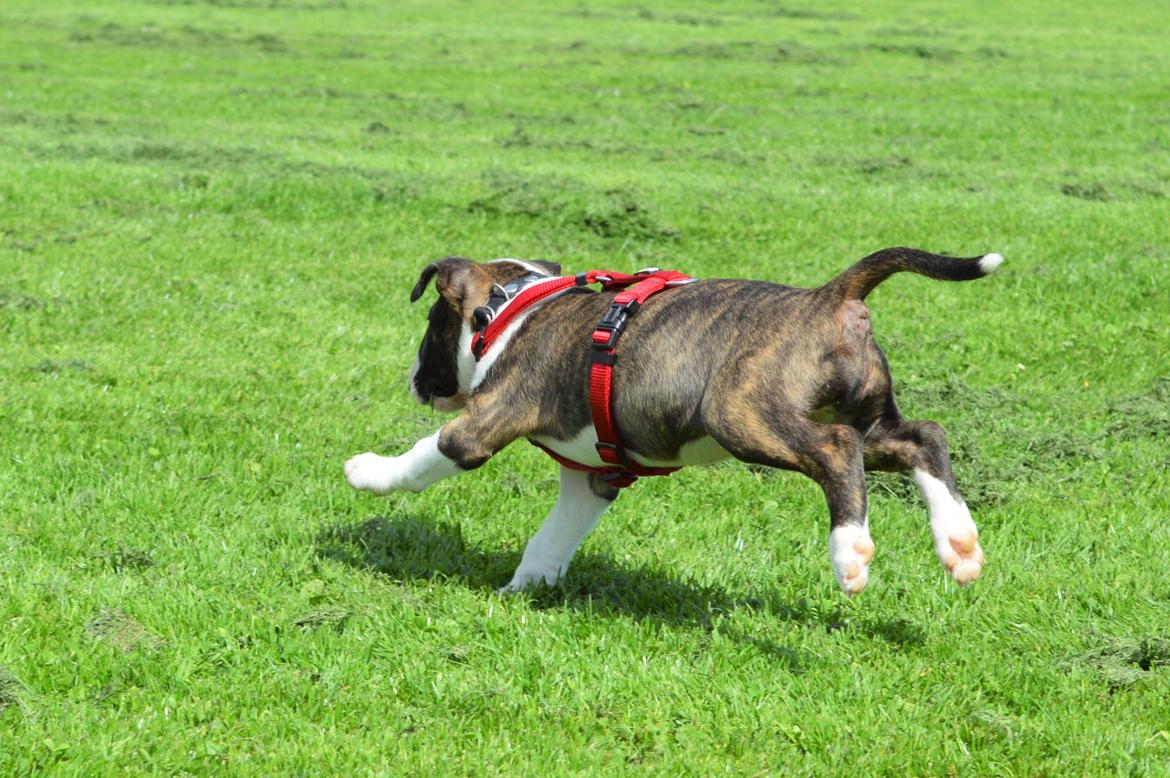 Bullterrier Qwerty (Danmar Bull's Rainbow Dash) billede 38