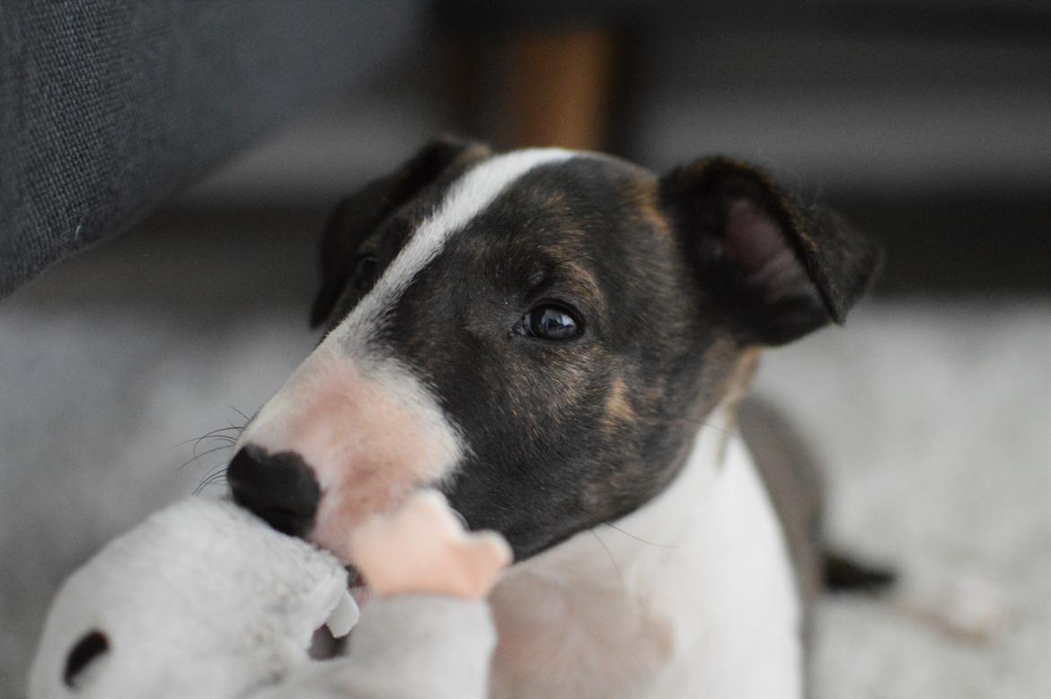 Bullterrier Qwerty (Danmar Bull's Rainbow Dash) billede 44