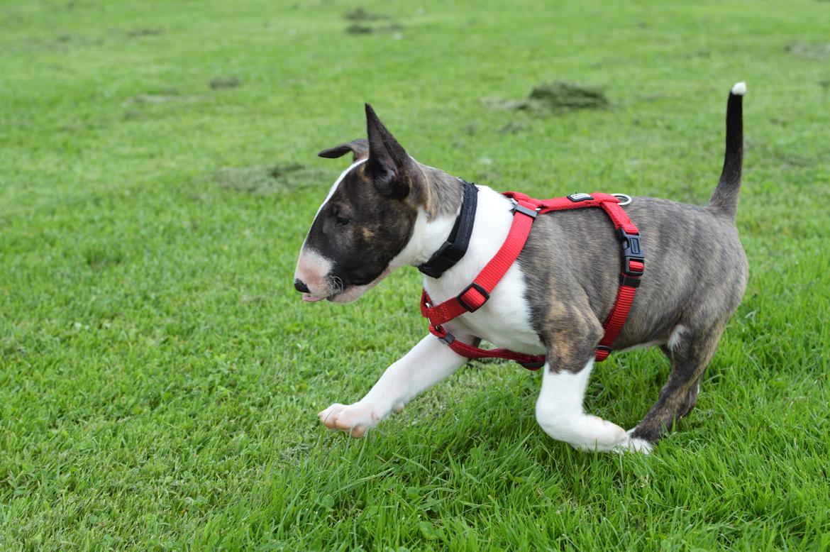 Bullterrier Qwerty (Danmar Bull's Rainbow Dash) billede 40