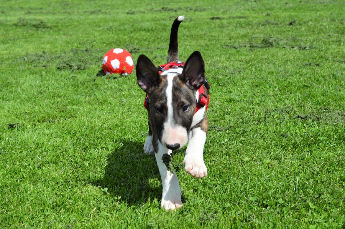 Bullterrier Qwerty (Danmar Bull's Rainbow Dash) billede 41