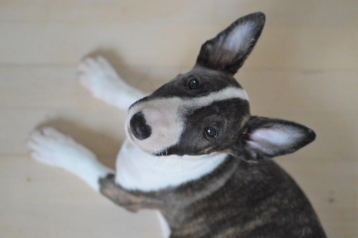 Bullterrier Qwerty (Danmar Bull's Rainbow Dash) billede 33