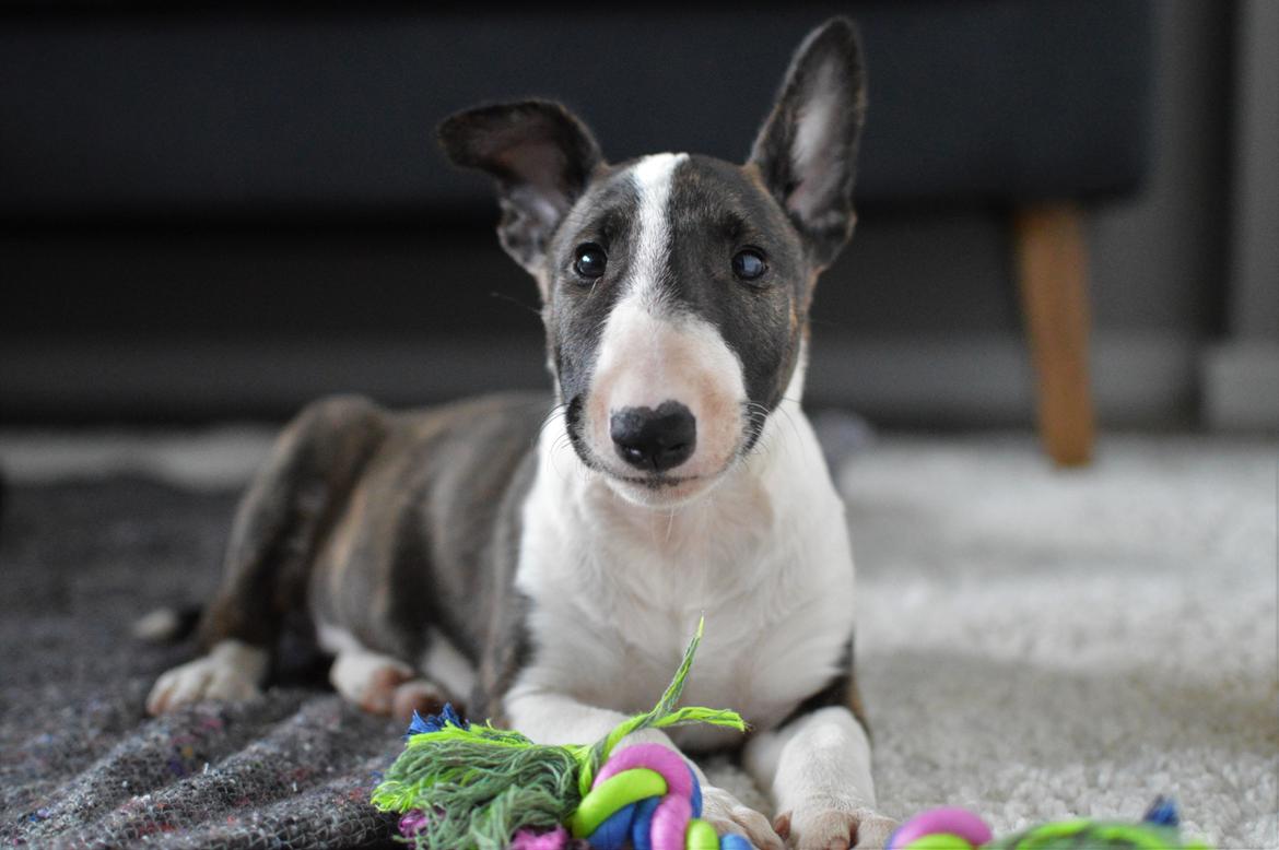 Bullterrier Qwerty (Danmar Bull's Rainbow Dash) billede 31