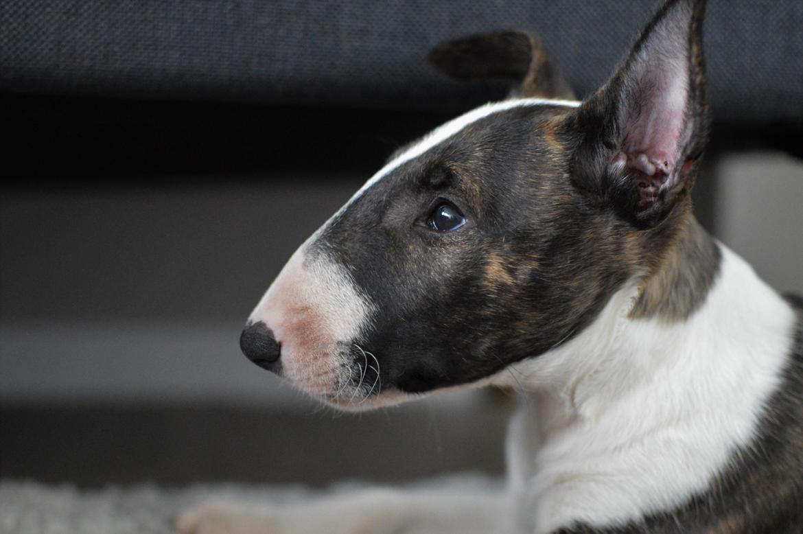 Bullterrier Qwerty (Danmar Bull's Rainbow Dash) billede 35