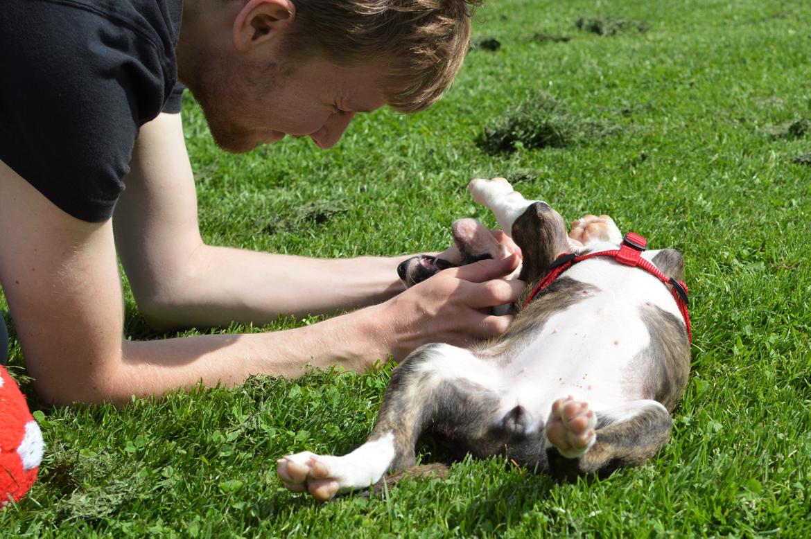 Bullterrier Qwerty (Danmar Bull's Rainbow Dash) billede 36