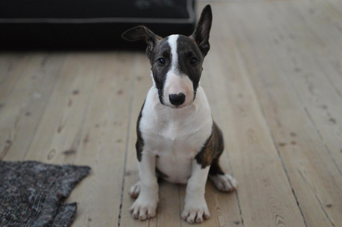 Bullterrier Qwerty (Danmar Bull's Rainbow Dash) billede 34