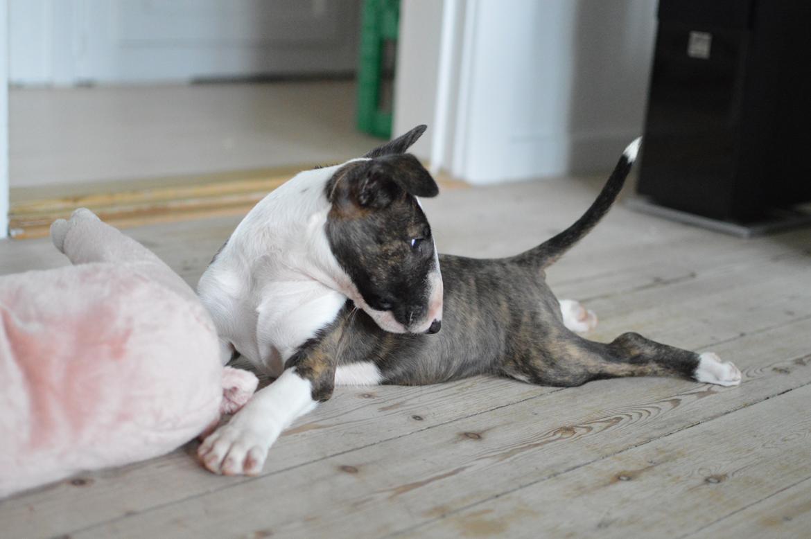 Bullterrier Qwerty (Danmar Bull's Rainbow Dash) billede 37