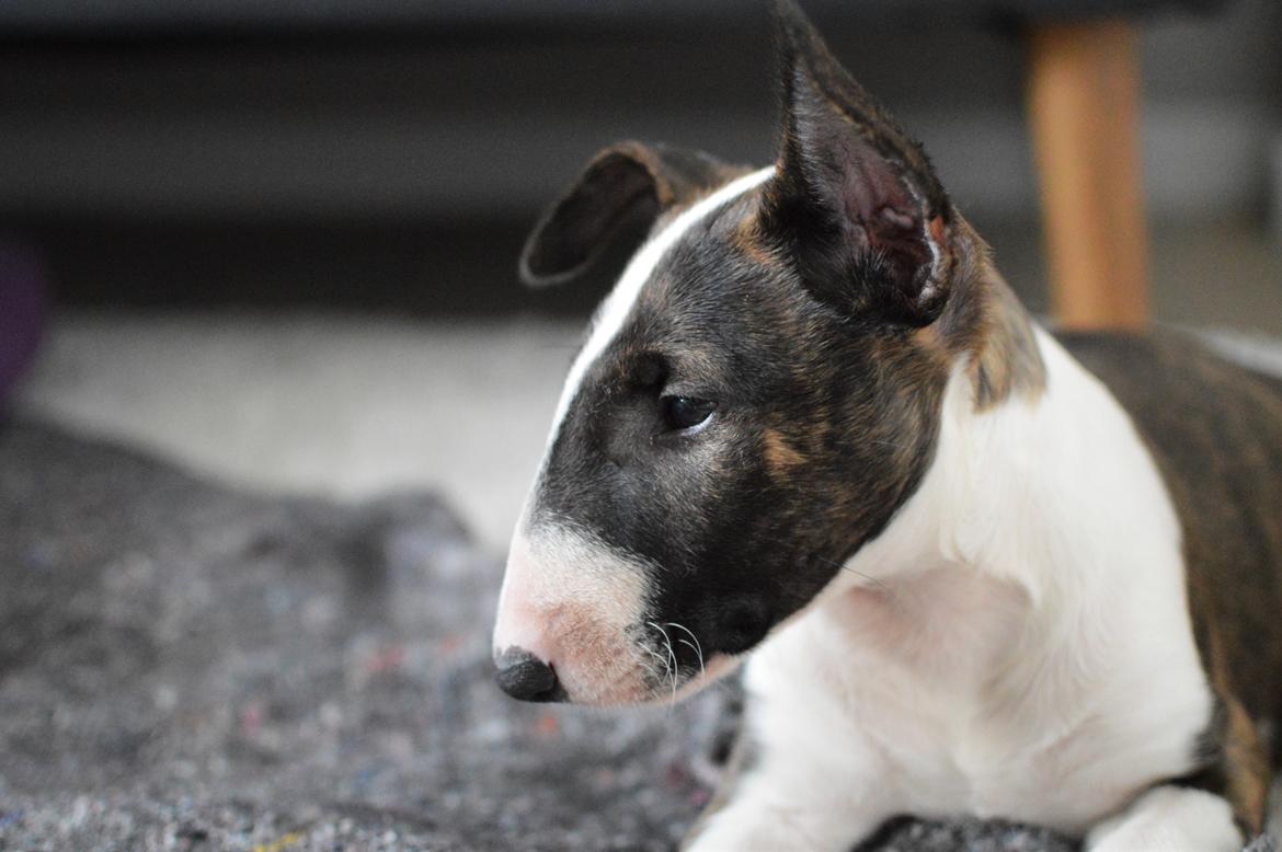 Bullterrier Qwerty (Danmar Bull's Rainbow Dash) billede 42