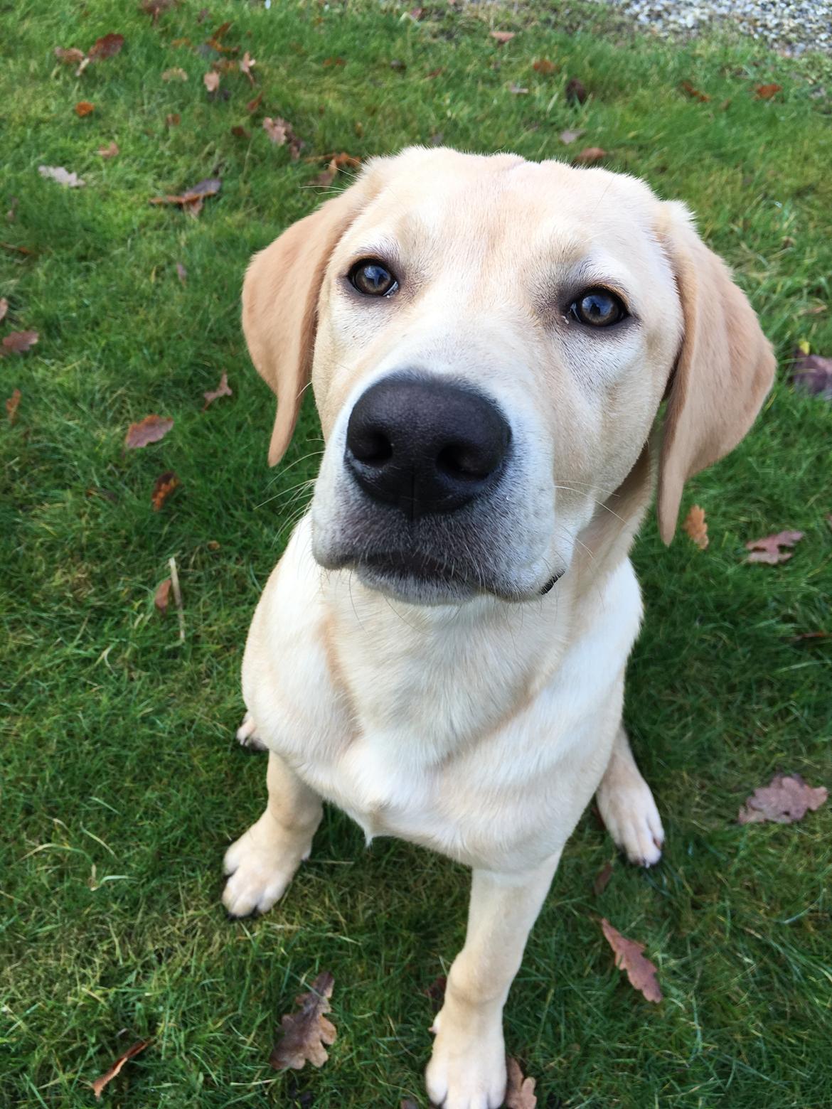 Labrador retriever WALTHER - 5 måneder gammel.  billede 13