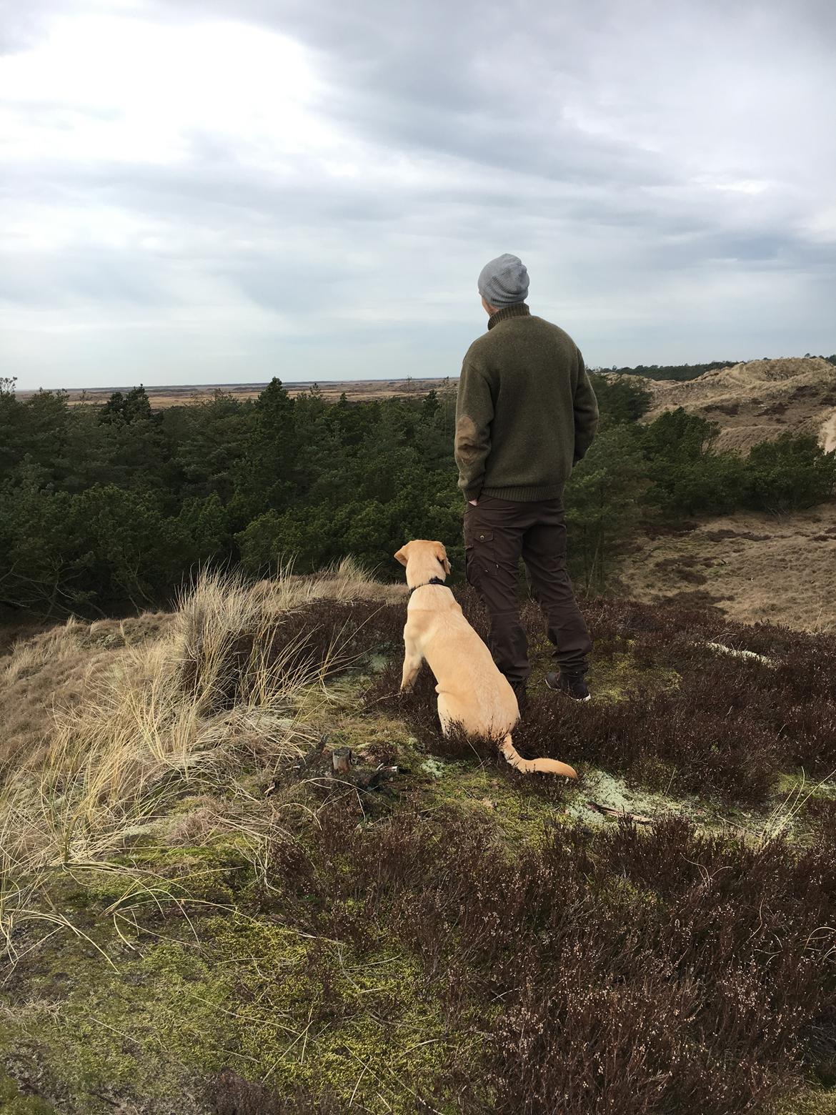 Labrador retriever WALTHER - 8 måneder gammel på Rømø. billede 6