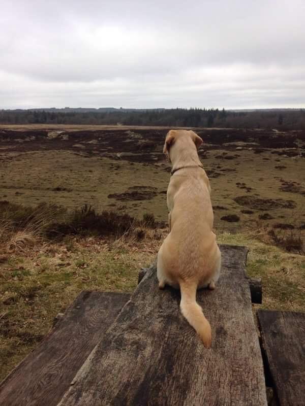 Labrador retriever WALTHER - Nyder udsigten, 9 måneder gammel.  billede 5