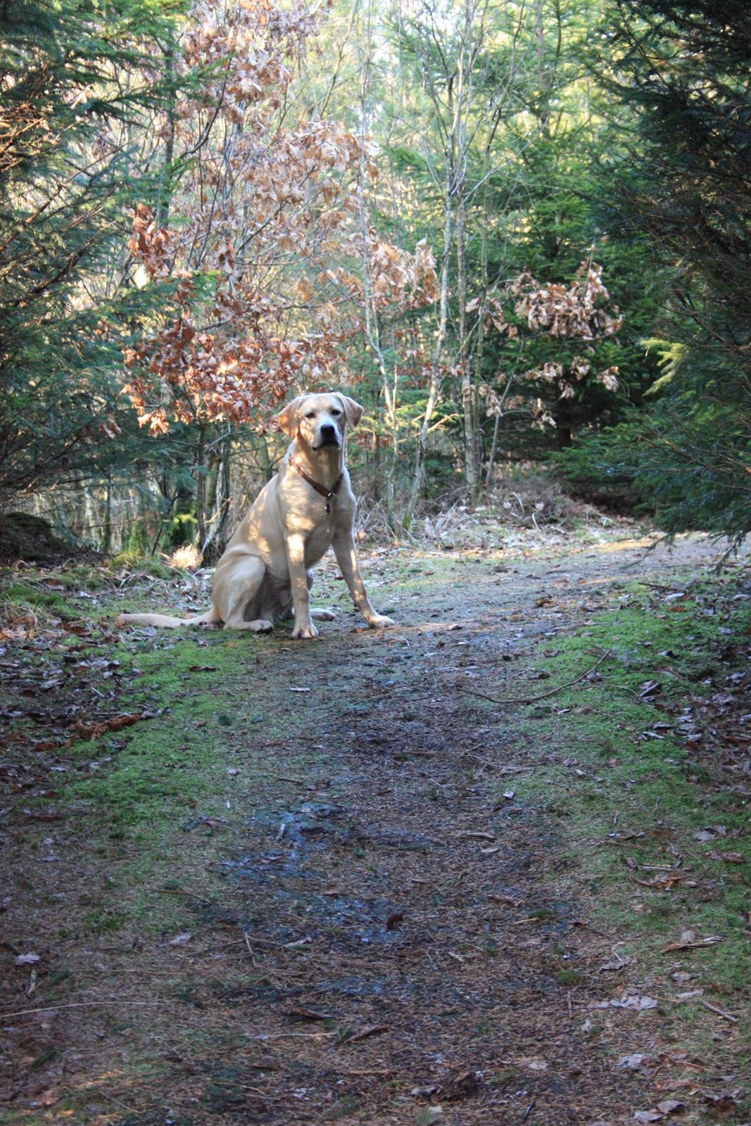 Labrador retriever WALTHER - 8 måneder gammel.  billede 7