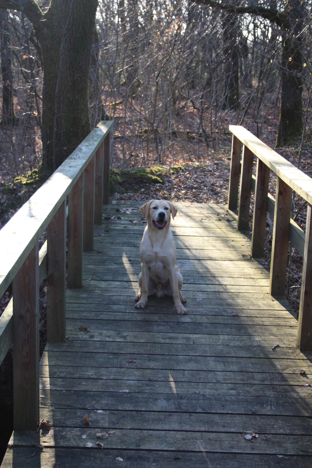 Labrador retriever WALTHER - 8 måneder gammel. billede 8