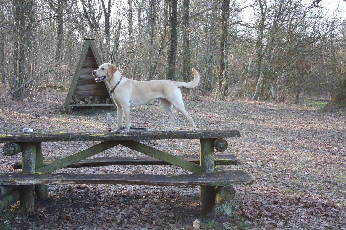 Labrador retriever WALTHER - 8 måneder gammel. billede 9