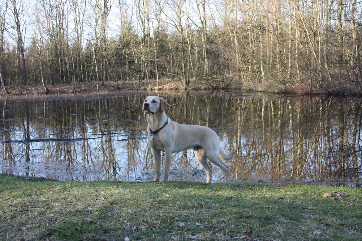 Labrador retriever WALTHER - 8 måneder gammel. billede 11