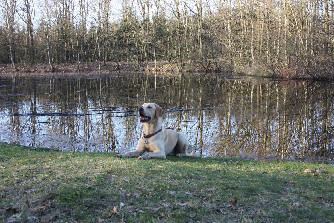 Labrador retriever WALTHER - 8 måneder gammel. billede 12