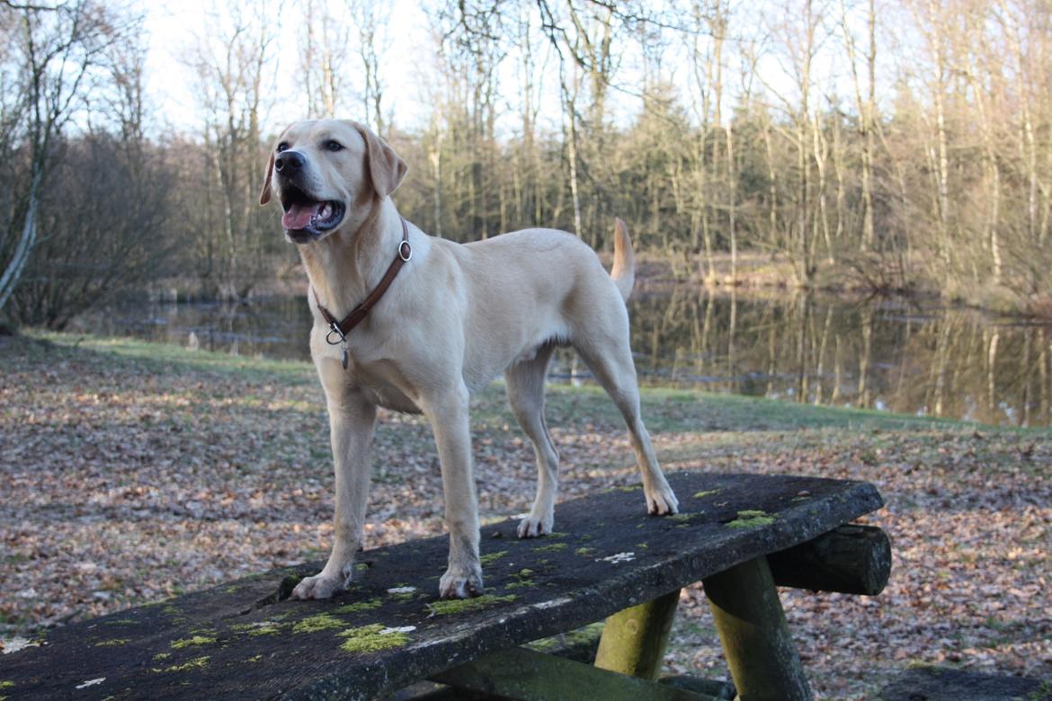 Labrador retriever WALTHER - 8 måneder gammel. billede 10