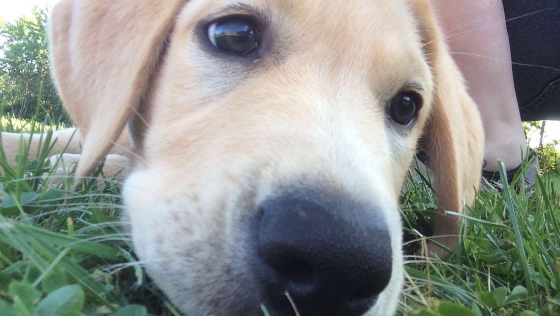Labrador retriever WALTHER - 2,5 måned gammel. billede 14
