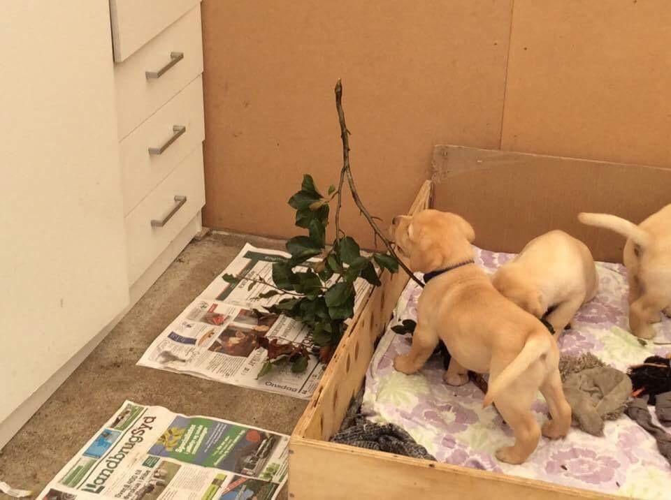 Labrador retriever WALTHER - Billede sendt af opdrætter, ca 5 uger gammel.  billede 15